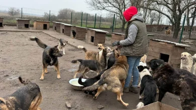 Dag van de Vrijwilliger: Olga redt dierenlevens in Oekraïne