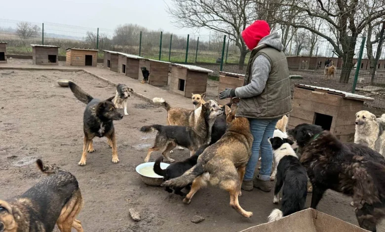 Dag van de Vrijwilliger: Olga redt dierenlevens in Oekraïne