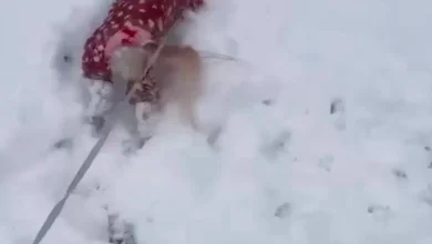 Dashing Through The Snow: Pets Pounce On First Snow Day