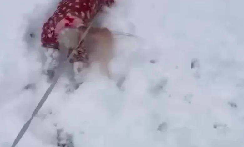 Dashing Through The Snow: Pets Pounce On First Snow Day