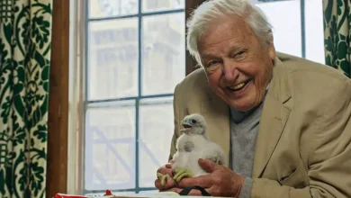 David Attenborough's Wild London shows pigeons on the tube and urban foxes