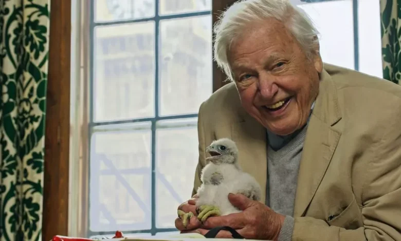 David Attenborough's Wild London shows pigeons on the tube and urban foxes