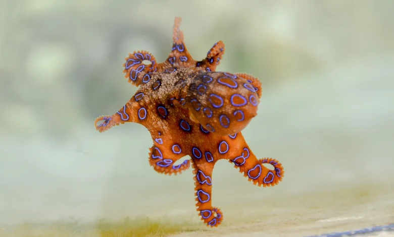 Deadly Blue-Ringed Octopus Spotted at Emu Point as Albany Issues Warning