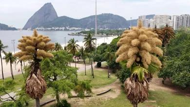 Decades-old palm trees in Rio de Janeiro flower for the first — and only — time