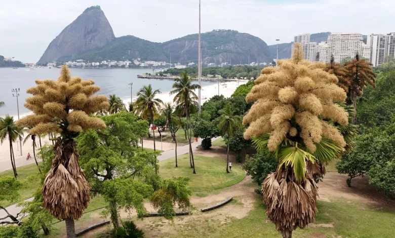 Decades-old palm trees in Rio de Janeiro flower for the first — and only — time