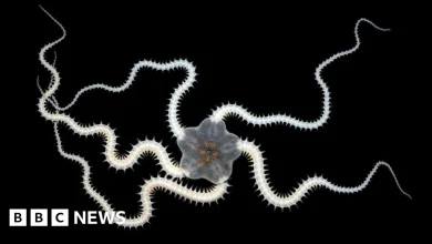 Deep-sea mining tests impact over a third of seabed animals - scientists