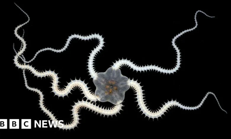 Deep-sea mining tests impact over a third of seabed animals - scientists