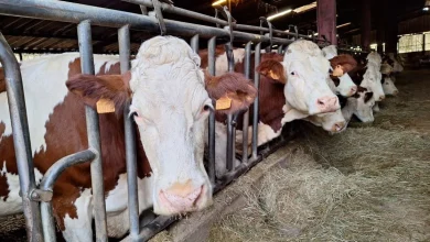 Dermatose nodulaire : malgré la mobilisation, le troupeau de Pouilley-Français a été euthanasié, revivez cette journée