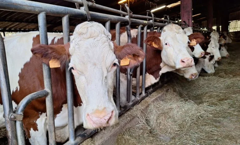 Dermatose nodulaire : malgré la mobilisation, le troupeau de Pouilley-Français a été euthanasié, revivez cette journée