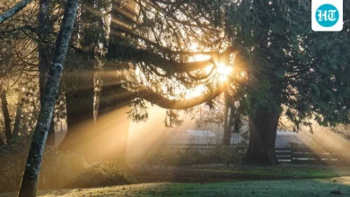 Does more sun exposure make you live longer? Here's what a UK neuroscientist said | Health