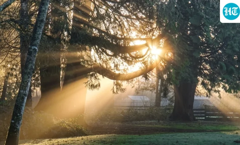 Does more sun exposure make you live longer? Here's what a UK neuroscientist said | Health