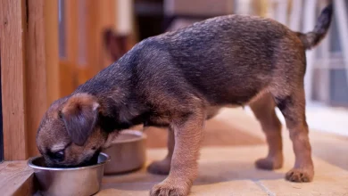 Dog food company recalls 300 cases sold nationwide over plastic contamination fears