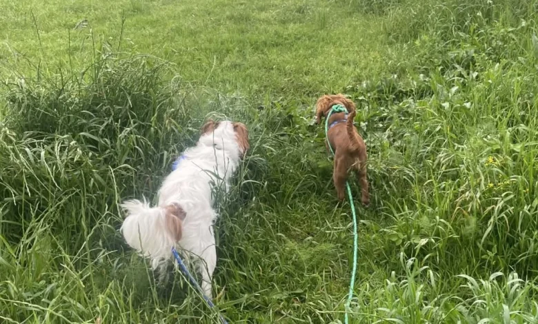 Dog owners urged to protect their pets amid Illawarra outbreak of deadly disease