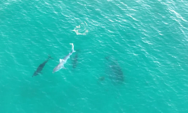 Dolphin pod wins turf war against tiger shark at Whitfords