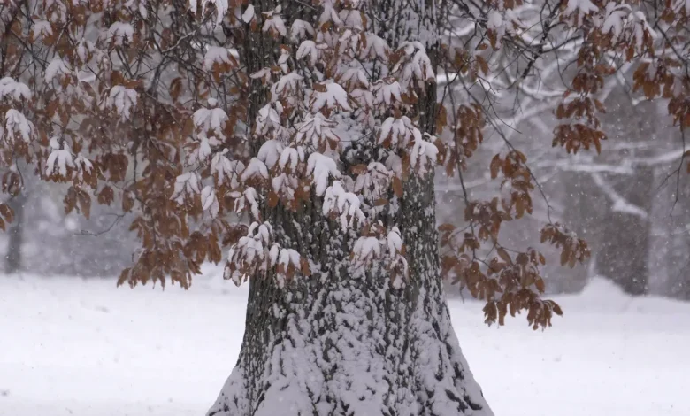 Dreaming of a white Christmas? Here’s what forecasters predict for NY