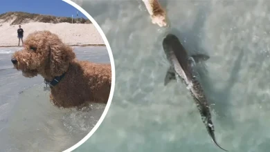 Drone captures shark nose-to-nose with dog at Perth beach