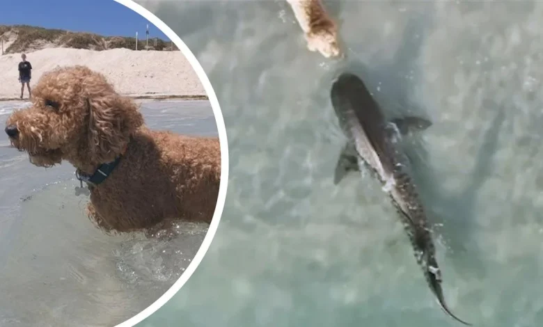 Drone captures shark nose-to-nose with dog at Perth beach