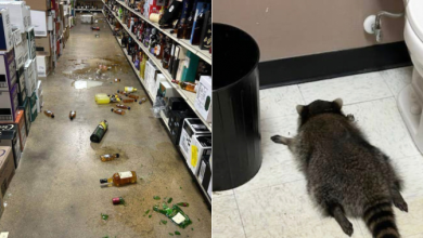 Drunk raccoon found on bathroom floor after liquor store rampage