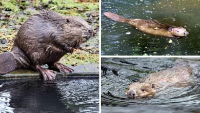 East Devon wildlife park’s bid to boost beavers through short-stay rehab housing plans