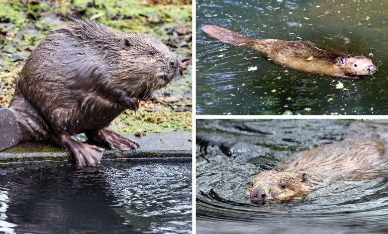 East Devon wildlife park’s bid to boost beavers through short-stay rehab housing plans