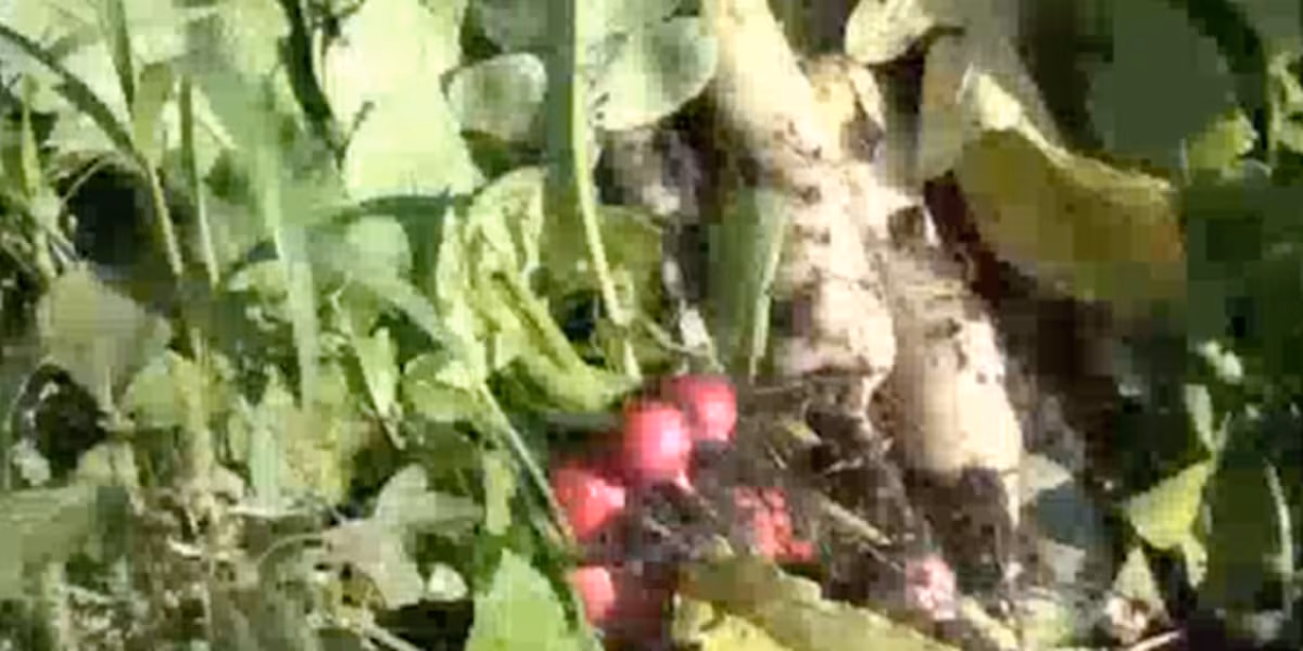 FIRST ALERT WEATHER: Winter gardening continues as regular growing season ends