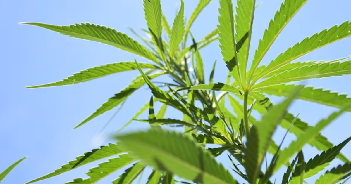 Federal hemp regulation could open up beverage innovation opportunities