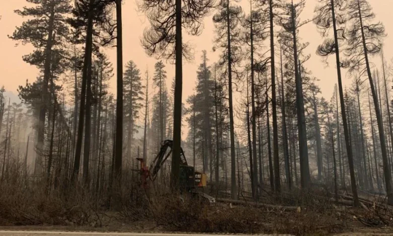 Forest Service seeks public input on Caldor Fire restoration project | California News | 2news.com