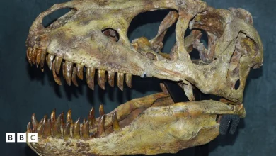 France returns stolen Tarbosaurus fossil to Mongolia