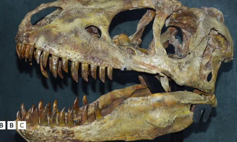 France returns stolen Tarbosaurus fossil to Mongolia