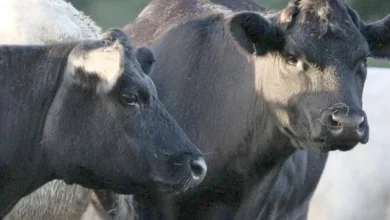 Further concern as additional Bluetongue cases suspected on Co Down farm