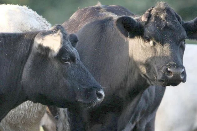 Further concern as additional Bluetongue cases suspected on Co Down farm