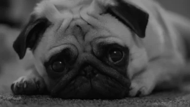 Game 25 wrap: (no spoiler title)