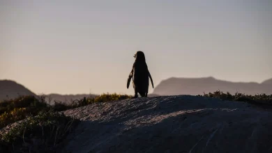 Game 33 Hub: Ottawa Senators vs Pittsburgh Penguins