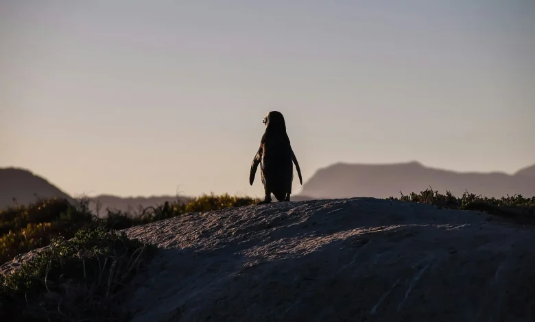 Game 33 Hub: Ottawa Senators vs Pittsburgh Penguins