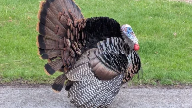 Gloomy Sunday with rain/snow then potential Thanksgiving travel delays