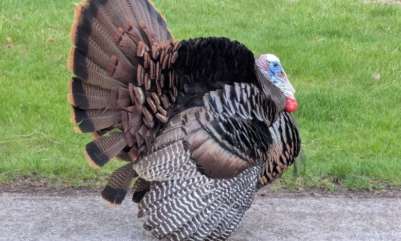 Gloomy Sunday with rain/snow then potential Thanksgiving travel delays