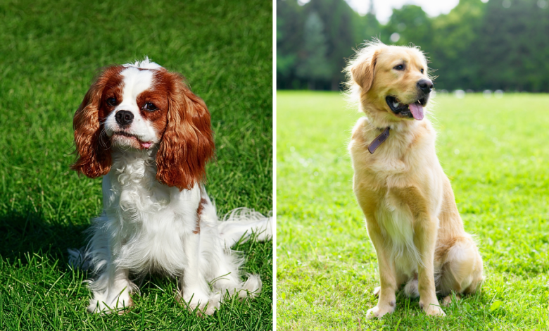 Golden Retriever and Cavalier Have Puppies, No One Ready for ‘Mini’ Result