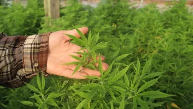 Great – Just When I Discovered Consumable Hemp Products, They’re About to Be Illegal?