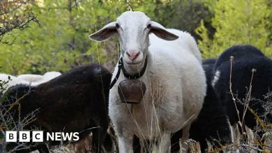 Greek sheep and goat cull raises fears of feta cheese shortage