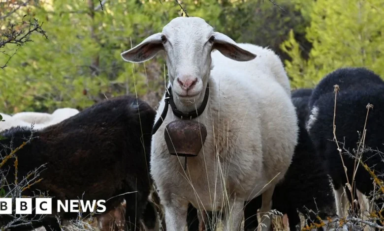 Greek sheep and goat cull raises fears of feta cheese shortage
