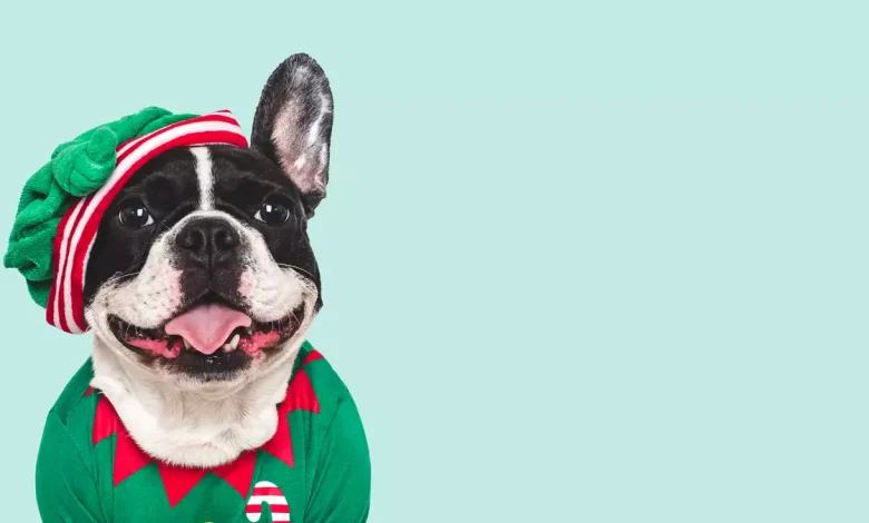 Happy Answer The Telephone Like Buddy The Elf Day!