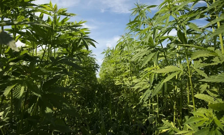 Hemp Products Would Be Federally Regulated Instead Of Banned Under New Senate Bill