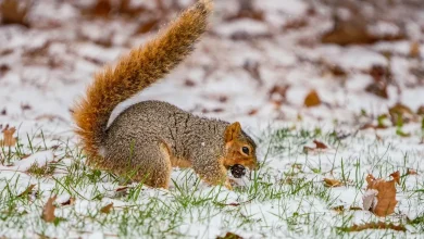 Here's how much snow fell in Indianapolis, Northern Indiana