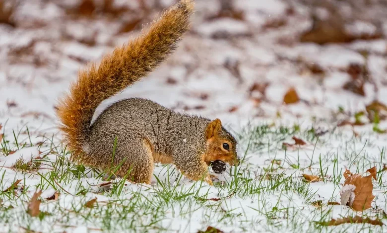 Here's how much snow fell in Indianapolis, Northern Indiana