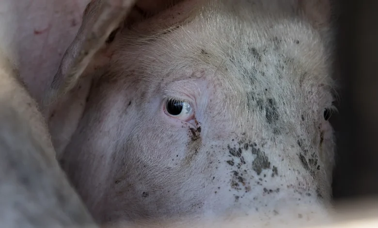 How Vaccinating Animals Can Protect Humans: A One Health Strategy