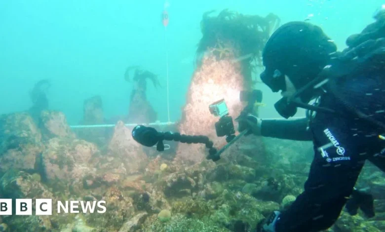 Huge undersea wall dating from 5000 BC found in France