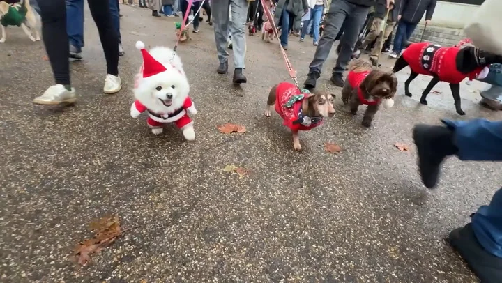 Hundreds of rescue dogs take part in Christmas jumper parade