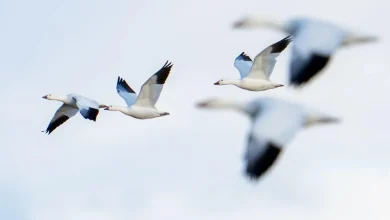 Hundreds of snow geese found dead in Pennsylvania from suspected bird flu