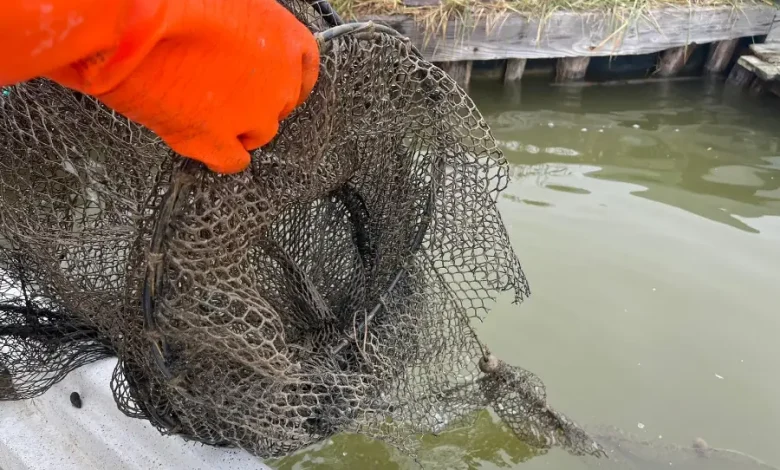 Ignoti danneggiano le attrezzature da pesca in dotazione al Parco del Delta del Po: la sdegno della Regione