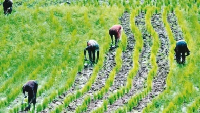 Industrialising agriculture: Enhancing national economies and sub-national entities